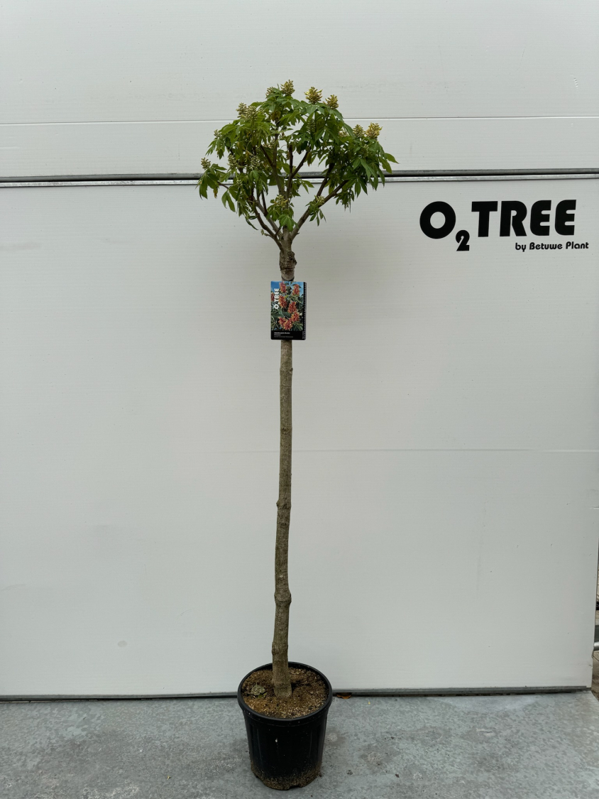 bonsai media SUPERthrive Bonsai-Pro 7-9-5 Plant Food, 32 oz