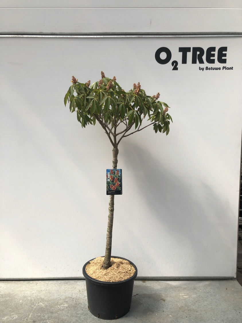 Aesculus pavia discolor | O Tree
