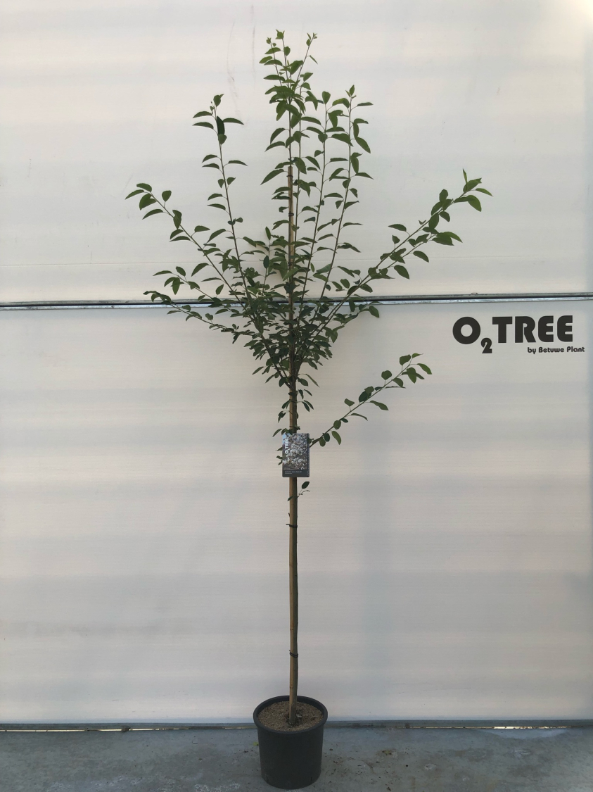 amelanchier-arborea--robin-hill--c15-200-250-6