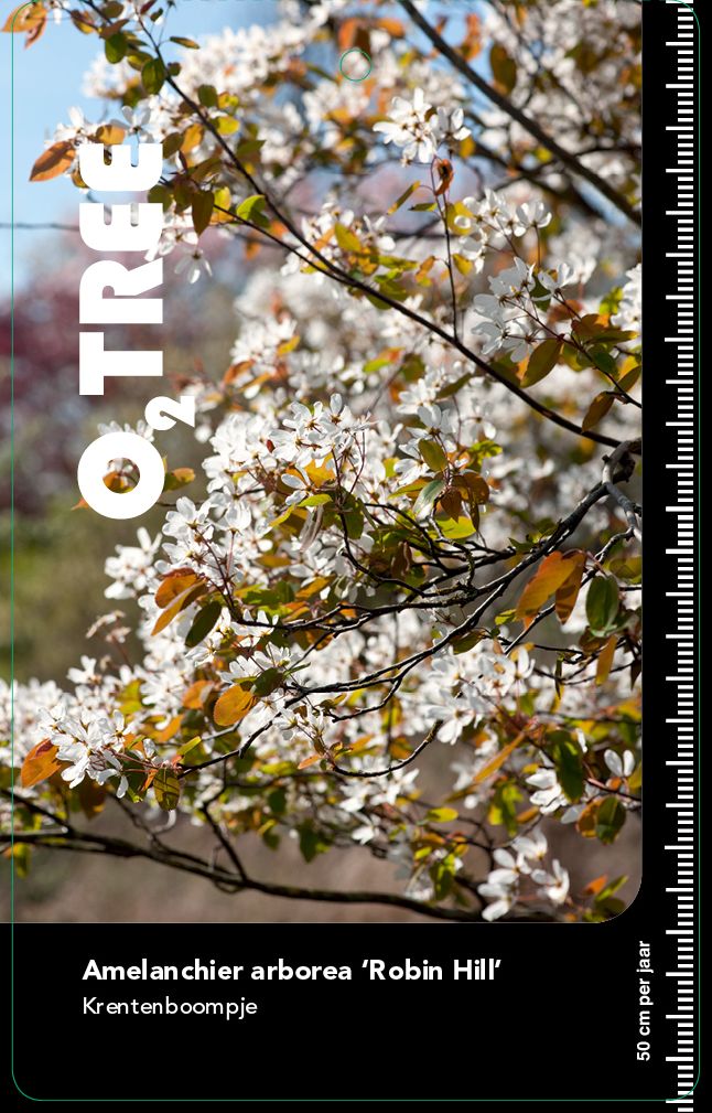 amelanchier-arborea-robin-hill