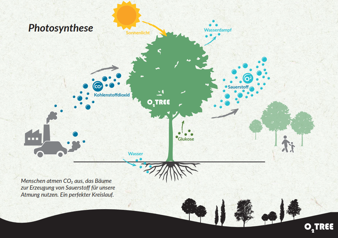 photosynthese-duits1