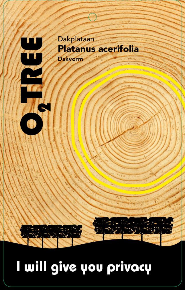 platanus-acerifolia-dakvorm-thema